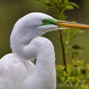 Great White Egret up close