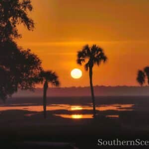 Ho Hum, Another Sunrise with Palms