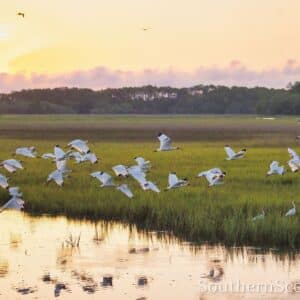 Ibis and Spoon Bills in flight
