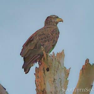 Juvenile Bald Eagle