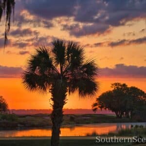 Morning Palmetto