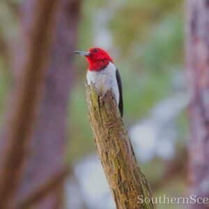 Red-Headed Woodpecker named Woody
