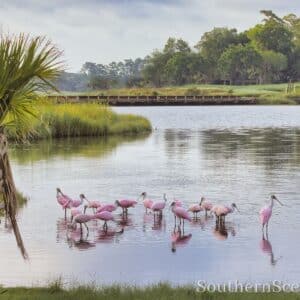 Spoonies on a Pond