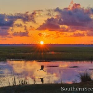 Wood Stork at Sunrise