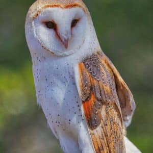 Barn Owl
