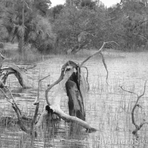 Driftwood