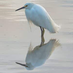 Snowy Egret and shadow