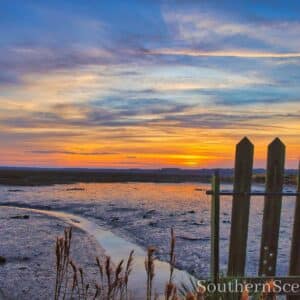 Sunrise and Rice Trunks