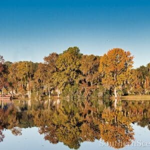 Fall Trees on the Water