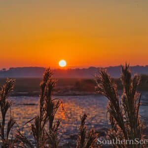 Sunrise thru marsh grass