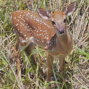 Fawn with Spots