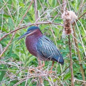 Green Heron 1