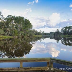 Reflections on a Duck Pond