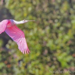 Bird in Flight