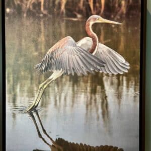 Tri-Colored Heron